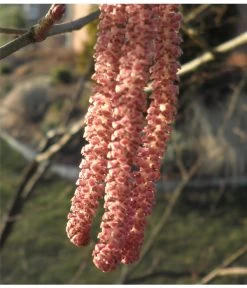 Dehner Haselnuss 'Rote Zellernuss' 12 Dehner Haselnuss 'Rote Zellernuss' -Freien Garten Geschäft 7663073 PR 001 CoryllusHaselnussPixabay