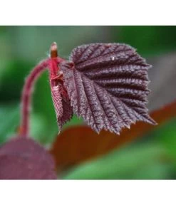 Dehner Haselnuss 'Rote Zellernuss' 13 Dehner Haselnuss 'Rote Zellernuss' -Freien Garten Geschäft 7663073 PR DE 002 CoryllusHaselnussPixabay