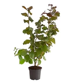 Dehner Haselnuss 'Rote Zellernuss' 10 Dehner Haselnuss 'Rote Zellernuss' -Freien Garten Geschäft 7663073 PR FS 002 RottblaettrigeZellernussBusch5LiterDehnerExpressHerzig