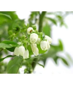 Heidelbeer-Drilling -Freien Garten Geschäft 7665631 WE DE 001 VacciniumHeidelbeerDrilling10L