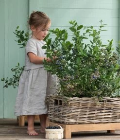 Heidelbeer-Drilling -Freien Garten Geschäft 7665631 WE MO 001 HeidelbeerDrilling