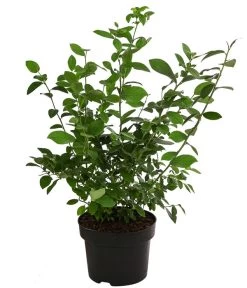 Heidelbeer-Drilling -Freien Garten Geschäft 7665953 WE FS 002 VacciniumHeidelbeereDrilling5L