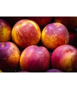 Nektarine 'Fantasia' -Freien Garten Geschäft 7720170 WE MO 002 NektarineFantasiaPixabay