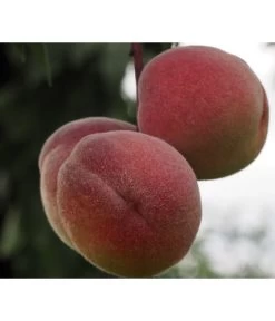 Zwergpfirsich, Rotlaubig -Freien Garten Geschäft 7728819 PR DE 001 PrunusPfirsichRubiraPixabayx