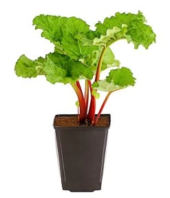 Dehner Gourmet Garten Himbeer-Rhabarber -Freien Garten Geschäft 7736028 PR FS 002 RhabarberHimbeere2LiterDehnerExpressHerzig
