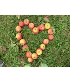 Herbstapfel 'Rebella'