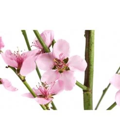 Säulenpfirsich 'Aida' -Freien Garten Geschäft 7752728 WE DE 001 PrunusSauelenpfirsichAida