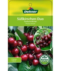 Kirschen-Duo 'Sunburst/Burlat' -Freien Garten Geschäft 7760713 Suesskirschen DuoSunburstBurlat Etikett 1