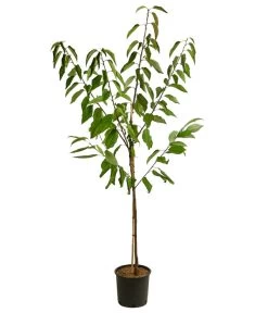 Kirschen-Duo 'Sunburst/Burlat' -Freien Garten Geschäft 7760713 WE FS 001 PrunusKirscheDuoSunburstBurlat