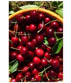 Kirschen-Duo 'Sunburst/Burlat' -Freien Garten Geschäft 7760713 WE MO 001 KirschenDuoSunurstBurlat Pixabay