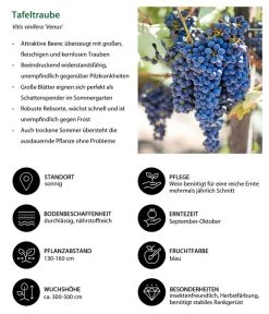 Tafeltraube 'Venus' -Freien Garten Geschäft 7773542 WE IG 001 TafeltraubeVitisviniferaVenus