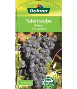 Tafeltraube 'Georg' -Freien Garten Geschäft 7773575 TafeltraubeGeorg Etikett 1
