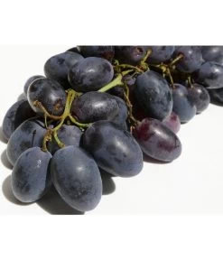 Tafeltraube 'Georg' -Freien Garten Geschäft 7773575 WE DE 001 VitisWeinGeorgPixabay