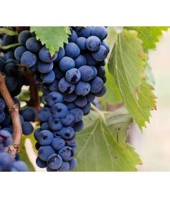 Dehner Gourmet Garten Tafeltraube 'Muscat Blue' -Freien Garten Geschäft 7779101 PR DE 002 VitisWeintraubenMuscatBleuPixabay