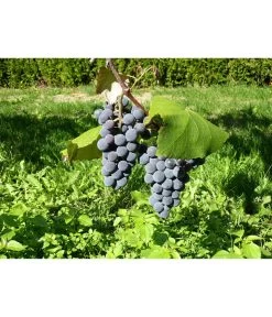 Dehner Gourmet Garten Tafeltraube 'Muscat Blue' -Freien Garten Geschäft 7779101 WE DE 002 WeintraubeBlauerMuskatellerPixabay