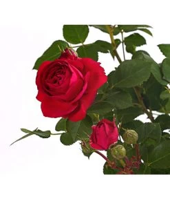 ADR-Rosen -Freien Garten Geschäft 7800055 PR DE 001 RosenInSortenHuckfeldt4LiterFlowercircusBeetroseDehnerExpressHerzig