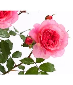 ADR-Rosen -Freien Garten Geschäft 7800055 PR DE 001 RosenInSortenHuckfeldt4LiterVaneroBeetroseDehnerExpressHerzig