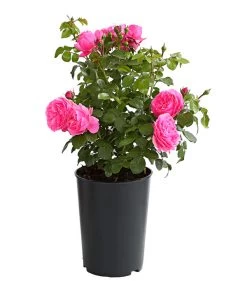 ADR-Rosen -Freien Garten Geschäft 7800055 PR FS 001 RosenInSortenHuckfeldt4LiterLeonardoDaVinciBeetroseDehnerExpressHerzig