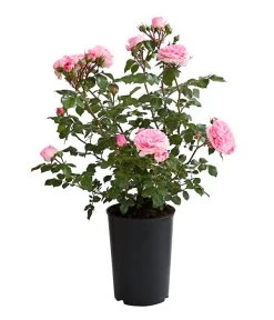 ADR-Rosen -Freien Garten Geschäft 7800055 PR FS 001 RosenInSortenHuckfeldt4LiterMariatheresiaBeetroseDehnerExpressHerzig