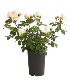 ADR-Rosen -Freien Garten Geschäft 7800055 PR FS 001 RosenInSortenHuckfeldt4LiterStephanieBaroninZuGuttenbergBeetroseDehnerExpressHerzig