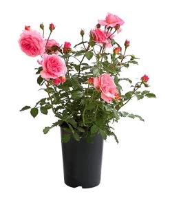 ADR-Rosen -Freien Garten Geschäft 7800055 PR FS 001 RosenInSortenHuckfeldt4LiterVaneroBeetroseDehnerExpressHerzig