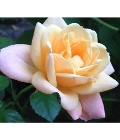 ADR-Rosen -Freien Garten Geschäft 7800055 PR FS 002 RosenPixabay