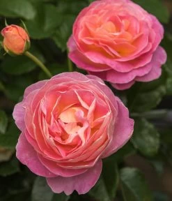 Edelrose 'Dornburger Schlossrose' -Freien Garten Geschäft 7802093 WE DE 001 RosaRoseDornburgerSchlossrose4LRosenTantau