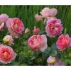 Edelrose 'Dornburger Schlossrose' -Freien Garten Geschäft 7802093 WE MO 001 RosaRoseDornburgerSchlossrose4LRosenTantau