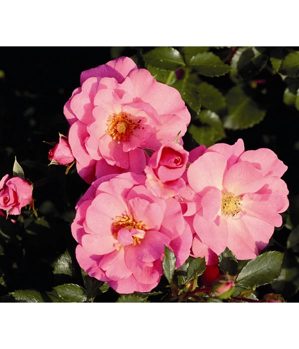 Bodendeckerrose 'Mirato®', 3er-Set 3 Bodendeckerrose 'Mirato®', 3er-Set