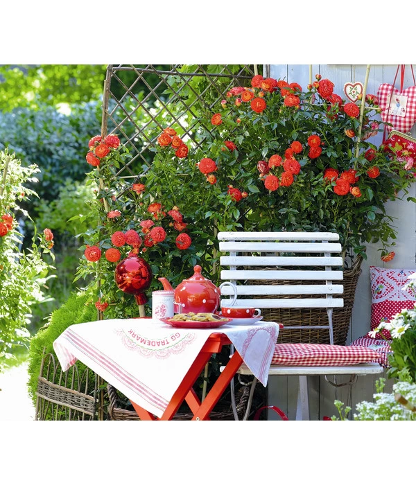 Zwerg-Kletterrose 'Starlet® Carmen®' 4 Zwerg-Kletterrose 'Starlet® Carmen®' – Bild 2