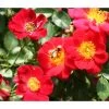 Bodendeckerrose 'Bienenweide®', Rot -Freien Garten Geschäft 7803893 PR DE 001 RoseBienenweideRosaTantau