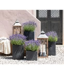 Dehners Bienen-Lavendel, 4er-Set -Freien Garten Geschäft 7805773 WE MO 001 Lavendel