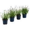 Lavendel-Set Lavendel-Vielfalt, 4-teilig -Freien Garten Geschäft 7805781 WE FS 001 LavendelpaketMixLavandula4PflanzenT12