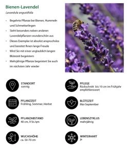 Dehners Bienen-Lavendel, 4er-Set -Freien Garten Geschäft 7805799 WE IG 001 BienenLavendel 1
