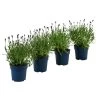 Schmetterlings-Lavendel 'Royal Blue', 4er-Set -Freien Garten Geschäft 7805807 WE FS 001 LavendelpaketLavandulaSchmetterlingslavendel4PflanzenT12