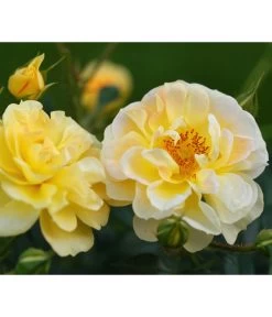 Rosen-Set Insektenfreundlich, 3-teilig -Freien Garten Geschäft 7827108 WE DE 001 RosaRosenpaketBienenweideGelbWubaRosenTantau