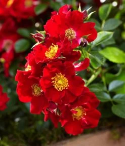 Rosen-Set Insektenfreundlich, 3-teilig -Freien Garten Geschäft 7827108 WE DE 002 RosaRosenpaketBienenweideRotWubaRosenTantau