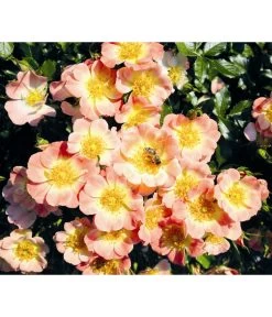 Rosen-Set Insektenfreundlich, 3-teilig -Freien Garten Geschäft 7827108 WE MO 001 RosaRosenpaketBienenweideApricotWubaRosenTantau