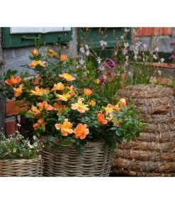 Rosen-Set Insektenfreundlich, 3-teilig -Freien Garten Geschäft 7827108 WE MO 002 RosaRosenpaketBienenweideApricotWubaRosenTantau