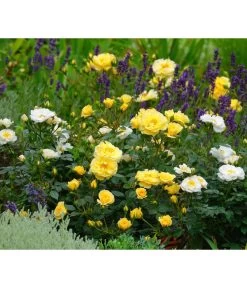 Rosen-Set Insektenfreundlich, 3-teilig -Freien Garten Geschäft 7827108 WE MO 002 RosaRosenpaketBienenweideGelbWubaRosenTantau