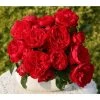 Kletterrose 'Florentina®' -Freien Garten Geschäft 7848906 BildFS 001 KletterroseFlorentinaFlorentina