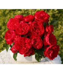 Kletterrose 'Florentina®'