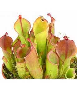 Sumpfkrug - Heliamphora -Freien Garten Geschäft 7976046 WE DE 001 SumpfkrugHeliamphoraHeterodoxaXMinorT9DehnerExpressHerzig