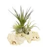 Tillandsien-Arrangement Auf Sansibar Rock - Tillandsia Hybride, 3-teilig -Freien Garten Geschäft 7977630 WE FS 001 TIllandsienAufSansibarRockXL3PflanzenDehnerExpressHerzig