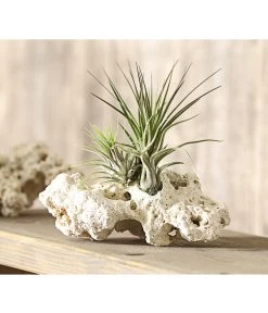 Tillandsien-Arrangement Auf Sansibar Rock - Tillandsia Hybride, 3-teilig -Freien Garten Geschäft 7977630 WE MO 001 TIllandsienAufSansibarRockXL3PflanzenDehnerExpressHerzig