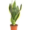 Bogenhanf - Sansevieria Trifasciata 2 Bogenhanf - Sansevieria Trifasciata -Freien Garten Geschäft 7977705 WE FS NEU BogenhanfSansevieriaTrifasciata8293375