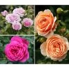 Rosen-Set Dufterlebnis, Pink/lavendel/apricot, 3-teilig -Freien Garten Geschäft 7978141 PR MO 001 RosenpaketDufterlebnisTantau
