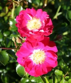 Bodendeckerrose 'Lipstick®' -Freien Garten Geschäft 7978356 PR DE 003 RoseLipstickTantau