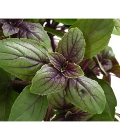 Dehner Gourmet Garten Strauchbasilikum 'Magic Blue' -Freien Garten Geschäft 8001869 WE DE 001 GourmetGartenBasilikumMagicBlue