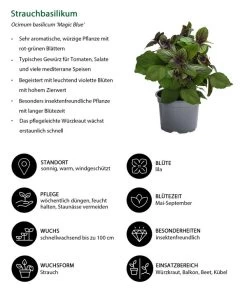 Dehner Gourmet Garten Strauchbasilikum 'Magic Blue' -Freien Garten Geschäft 8001869 WE IG 001 Strauchbasilikum